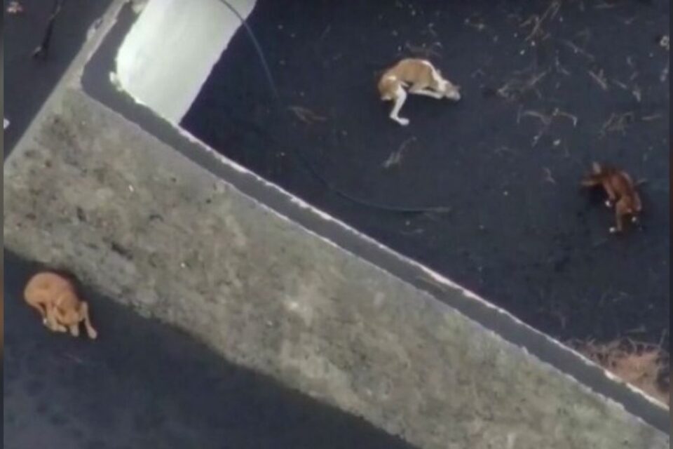 Três cães abandonados próximo vulcão podem ser resgatados por drone, em La Palma