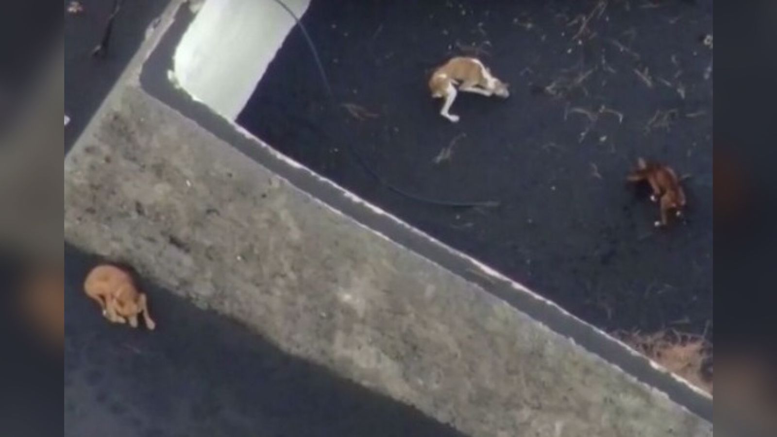 Três cães abandonados próximo vulcão podem ser resgatados por drone, em La Palma