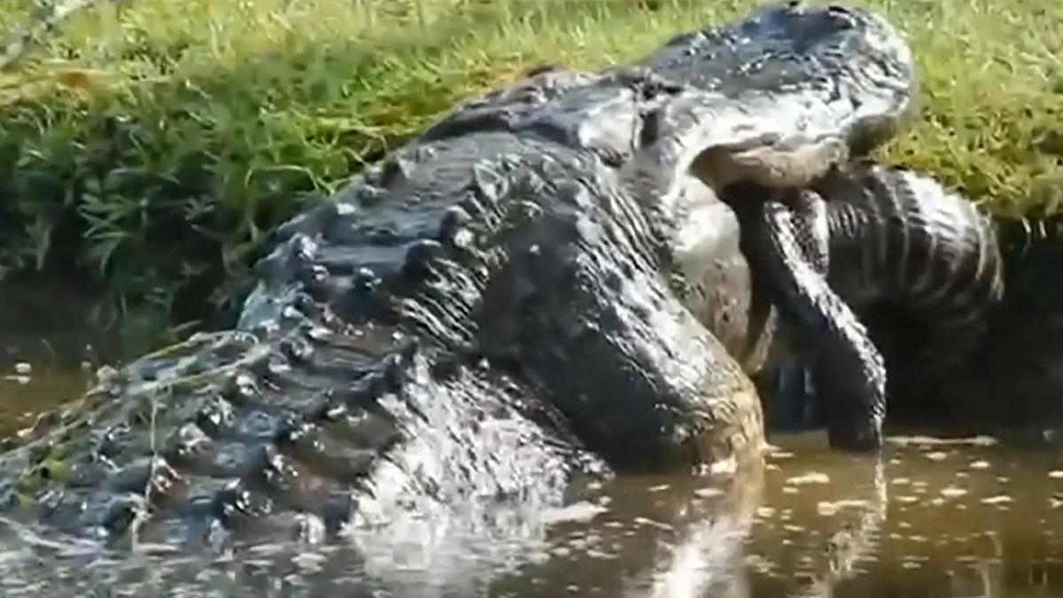 Crocodilo pratica canibalismo na Carolina do Sul, EUA