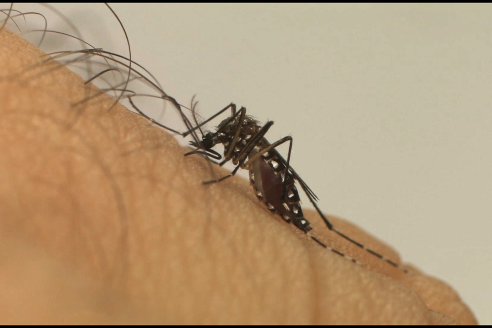 Goiás já confirmou mais de 39 mil casos de dengue em 2021