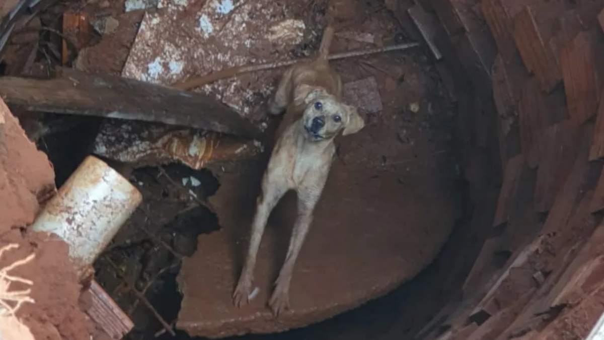 Cachorro cai em fossa e ajuda bombeiros no próprio resgate em Formosa; vídeo