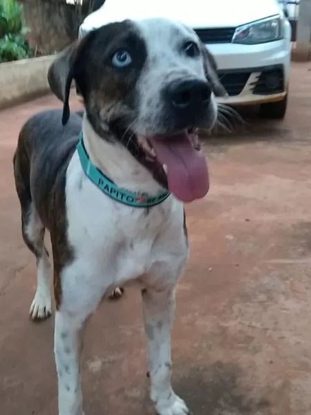 Casal sonhou com animal dias antes do reencontro. Família reencontra cachorro perdido há sete meses, no MS
