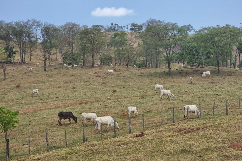 Gado pasta em fazenda