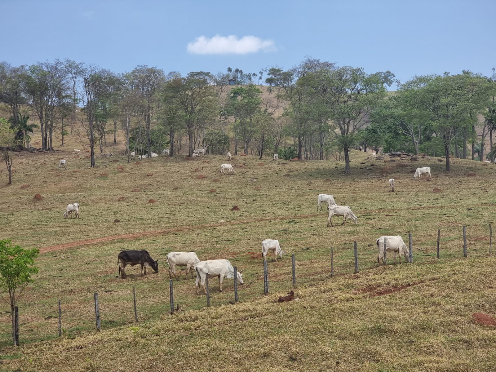 Gado pasta em fazenda