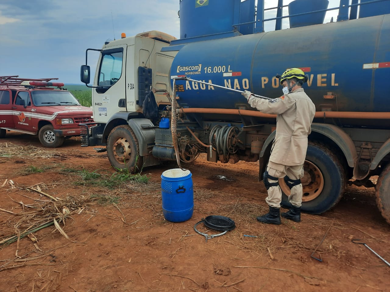 Cobra é capturada entre rodas de caminhão em Goianésia; vídeo