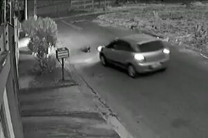 Motorista diz que atropelou cachorro em Anápolis por acidente