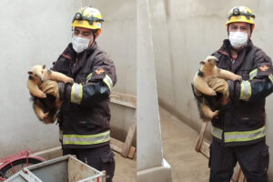 Bombeiros resgatam tamanduá-mirim em residência de Morrinhos
