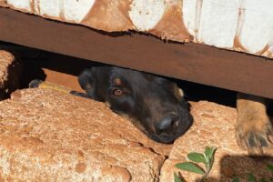 Populares alimentavam a cadela pela fresta do portão. (Foto: Jonathan Cavalcante/Mais Anápolis)