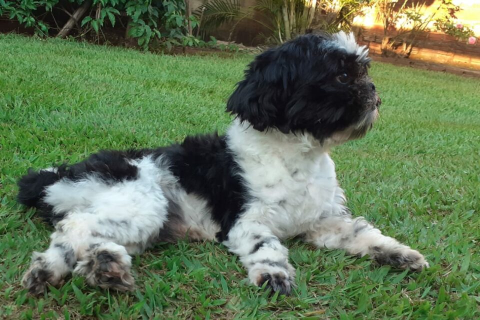 Recompensa cachorro