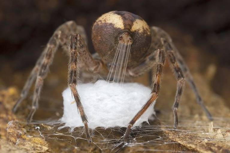 Imagem de aranha dolomedes - Gil Wizen/WPY