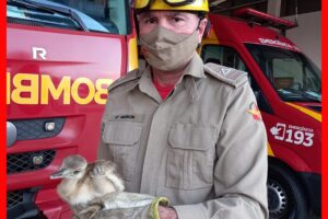 Bombeiro segura filhote de ema em frente a caminhã da corporação