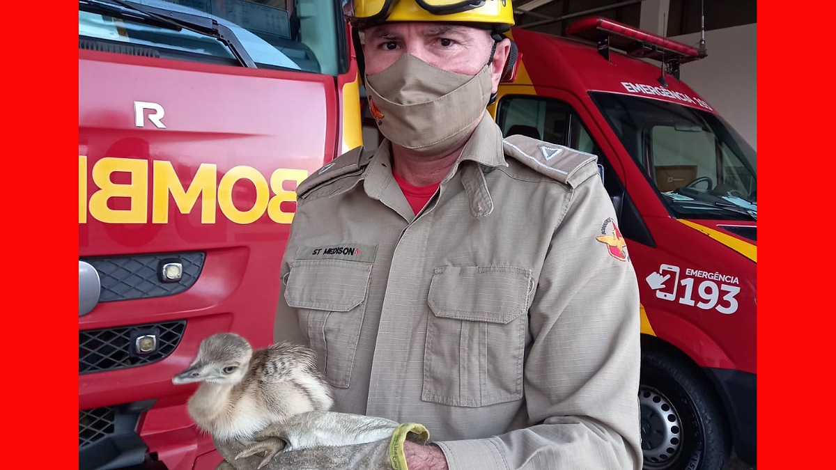 Bombeiro segura filhote de ema em frente a caminhã da corporação