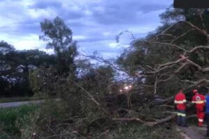 Queda de árvore deixa trânsito parado por horas na BR-153 (Foto: Redes Sociais)