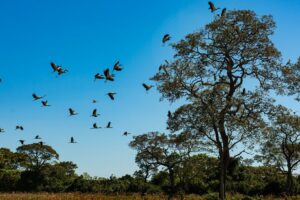 Seca histórica no Pantanal provoca maior vazante em 121 anos