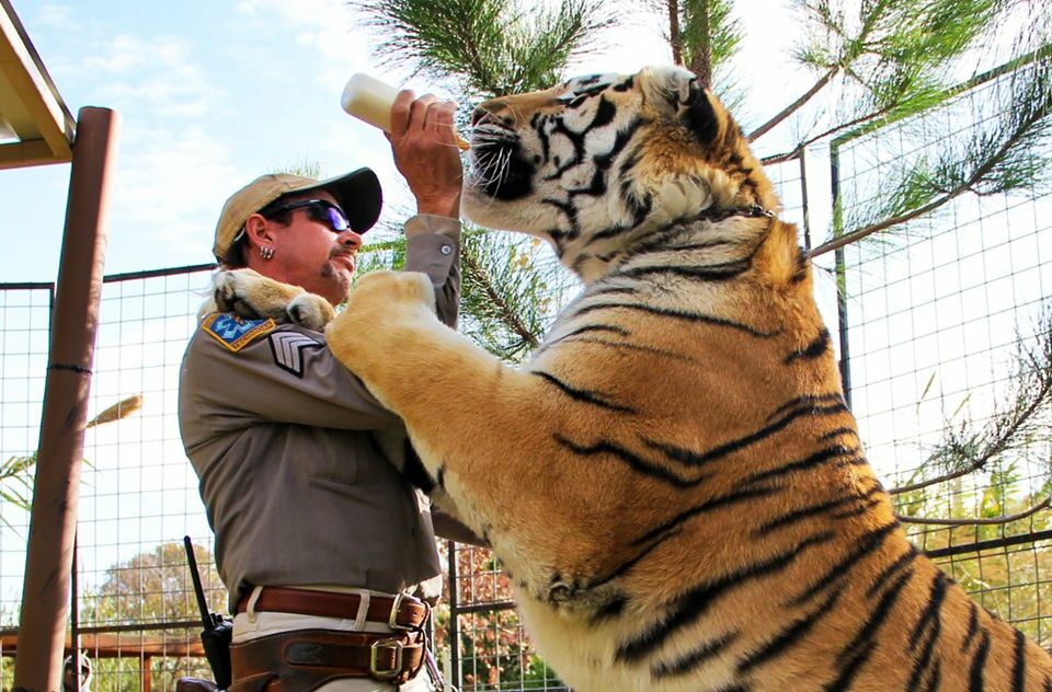 tiger king 2