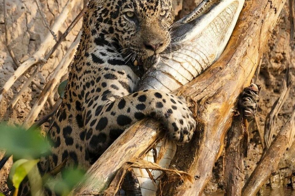 Onça pega jacaré para dividir com seus filhotes