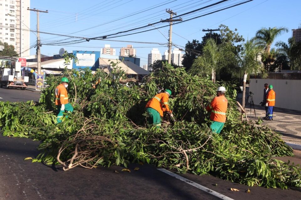 Prefeitura de Goiânia irá substituir jamelões da Avenida Fued Sebba por Ipês neste sábado