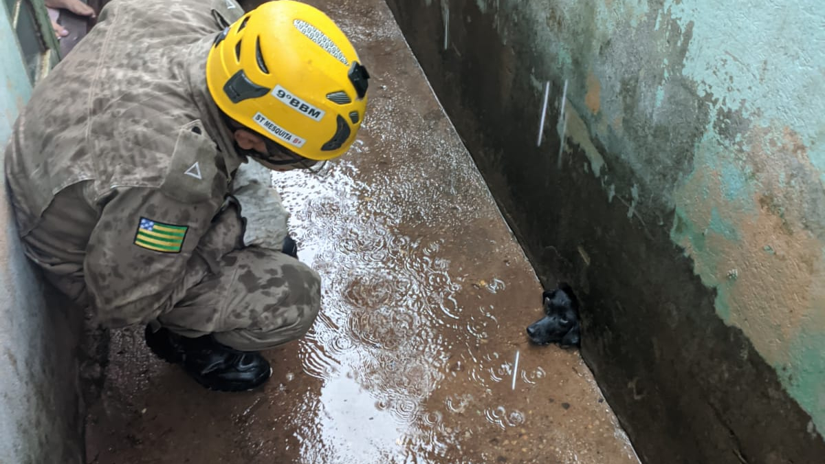 Cadela recebe ajuda após ficar com a cabeça presa em buraco no muro, em Caldas Novas
