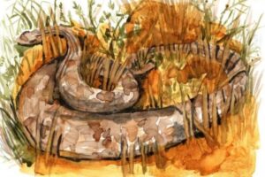 Com os pés plantados nas nuvens têm trabalhos que vão do vídeo à performance. Exposição virtual exibe obras de professores de Artes da UFG