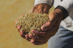 Arroz anã é produzido no Rio de Janeiro e tem sabor único