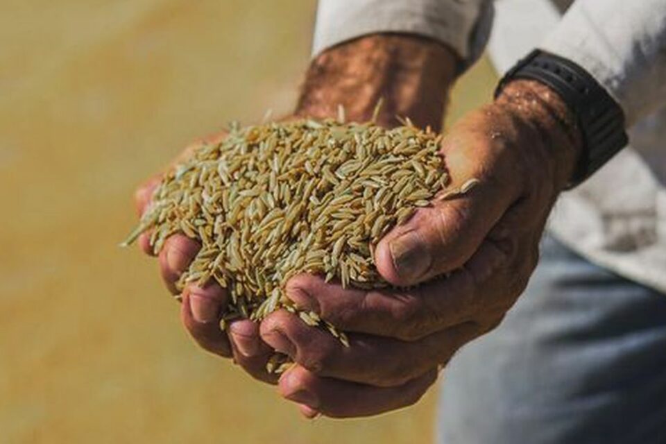 Arroz anã é produzido no Rio de Janeiro e tem sabor único