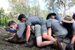 Homens precisaram subir em cima do animal para conseguir contê-lo