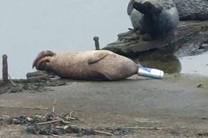 Preocupação era que animal se afogasse devido ao seu focinho preso. Foca é resgatada após semanas com lata de Red Bull presa na boca
