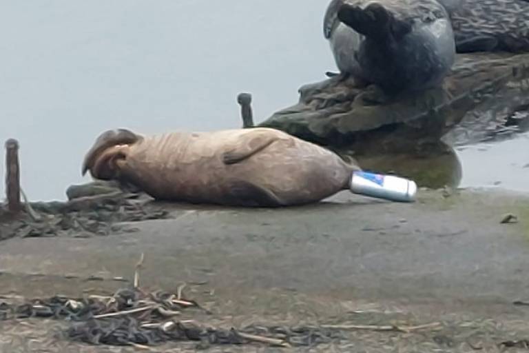Preocupação era que animal se afogasse devido ao seu focinho preso. Foca é resgatada após semanas com lata de Red Bull presa na boca