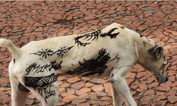Projetos de lei que proíbem tatuagens e piercings em animais avançam no Brasil (Foto: Reprodução)