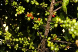 Preço do café bate recorde com demanda em alta e condições climáticas adversas (Foto: Valter Campanato/ Agência Brasil)