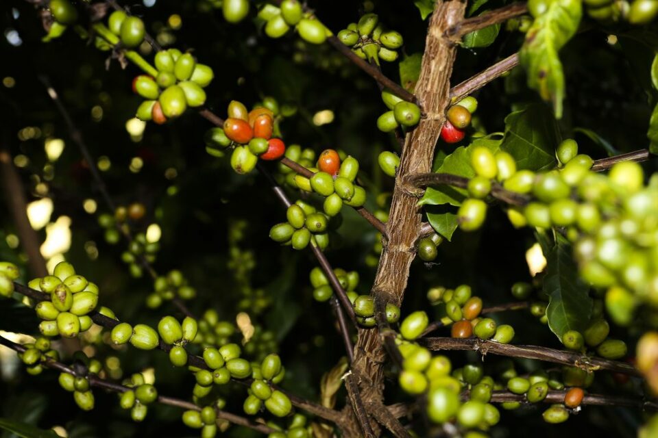 Preço do café bate recorde com demanda em alta e condições climáticas adversas (Foto: Valter Campanato/ Agência Brasil)