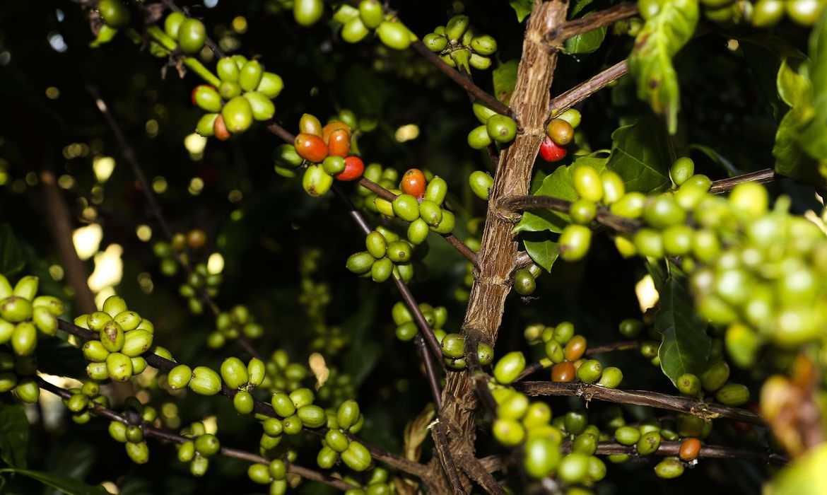 Preço do café bate recorde com demanda em alta e condições climáticas adversas (Foto: Valter Campanato/ Agência Brasil)