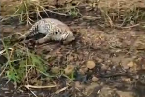 Onça pintada é encontrada morta ao lado de um poste de energia em Americano do Brasil
