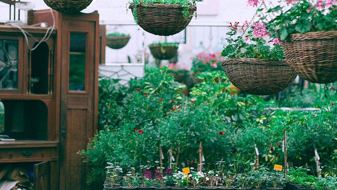 Falsa cliente visita floricultura em Alto Paraíso e furta mercadorias avaliadas em R$ 10 mil (Foto: Pexels)