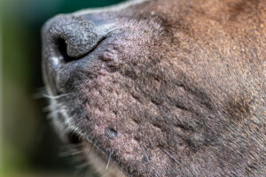 Uma briga por causa de um cachorro terminou com um homícidio a facadas contra um homem, em Iaciara, Nordeste de Goiás.
