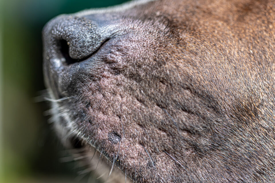 Uma briga por causa de um cachorro terminou com um homícidio a facadas contra um homem, em Iaciara, Nordeste de Goiás.
