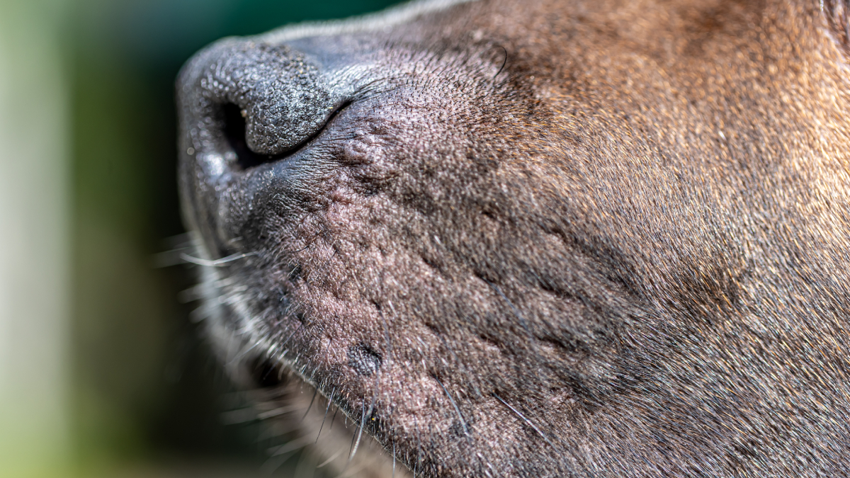 Uma briga por causa de um cachorro terminou com um homícidio a facadas contra um homem, em Iaciara, Nordeste de Goiás.