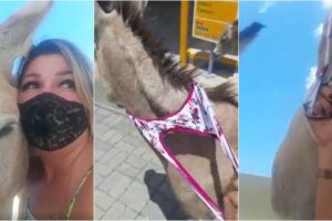 Ativista Stefani utilizou a própria calcinha para prender o jumento