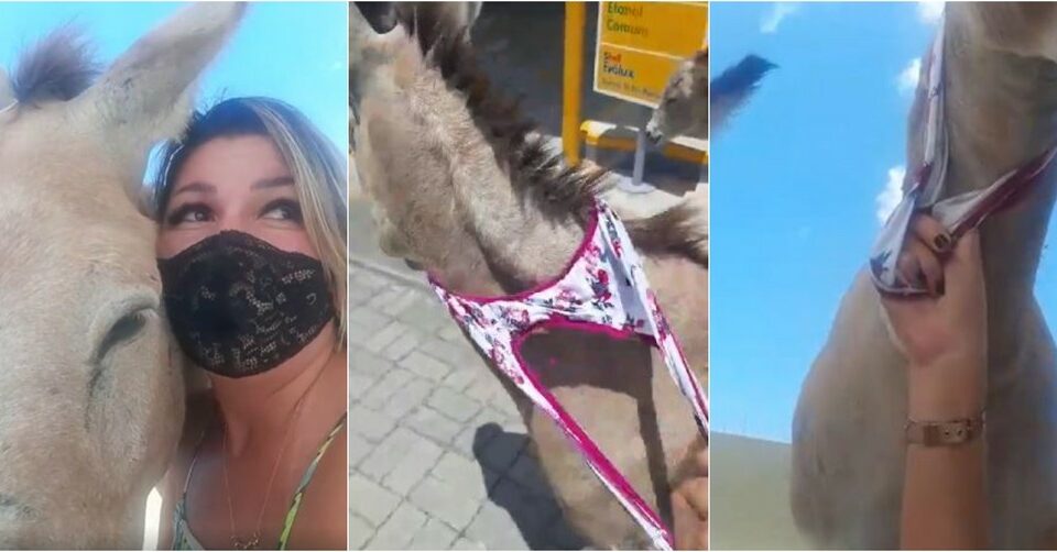 Ativista Stefani utilizou a própria calcinha para prender o jumento