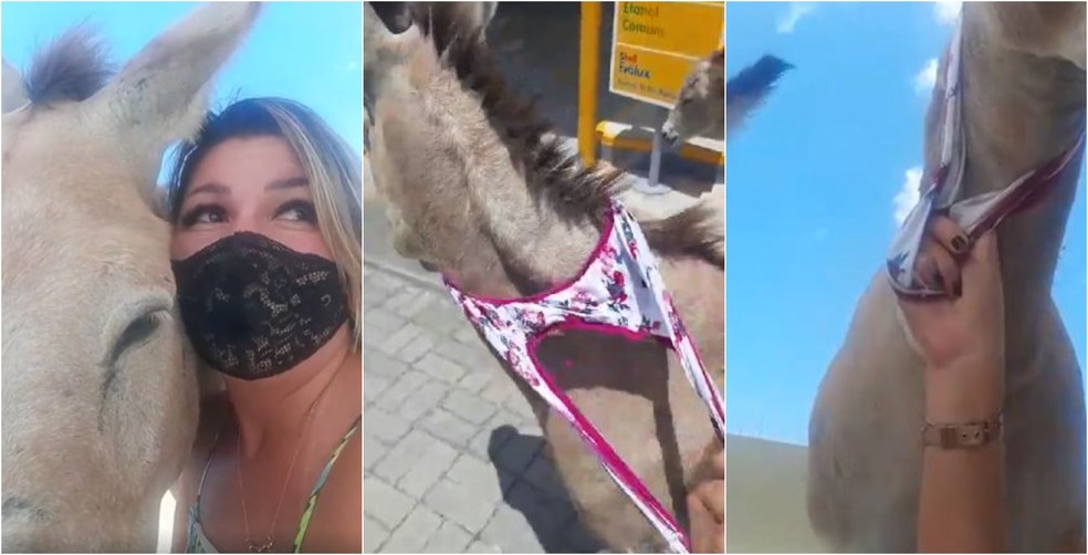 Ativista Stefani utilizou a própria calcinha para prender o jumento