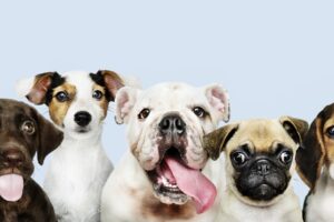 solteiros adotaram pet Levantamento mostra que grande parte dos pesquisados resgatou um animal das ruas. 56% dos solteiros adotaram pet na pandemia A igreja evangélica Fonte da Vida vai realizar em novembro um ‘culto pet’ em Goiânia. O evento recebeu críticas, apoio e foi alvo de piadas. (Foto: freepik)