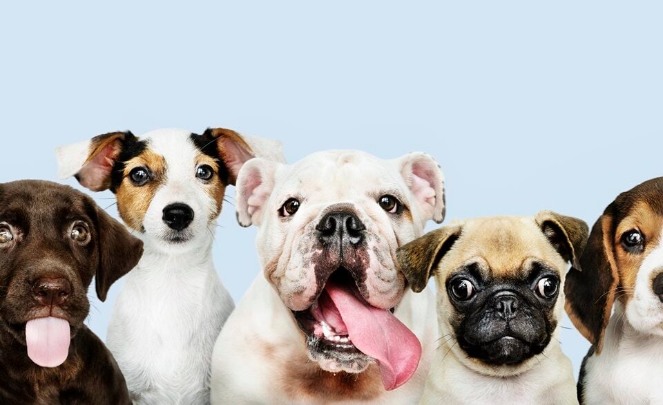 solteiros adotaram pet Levantamento mostra que grande parte dos pesquisados resgatou um animal das ruas. 56% dos solteiros adotaram pet na pandemia A igreja evangélica Fonte da Vida vai realizar em novembro um ‘culto pet’ em Goiânia. O evento recebeu críticas, apoio e foi alvo de piadas. (Foto: freepik)