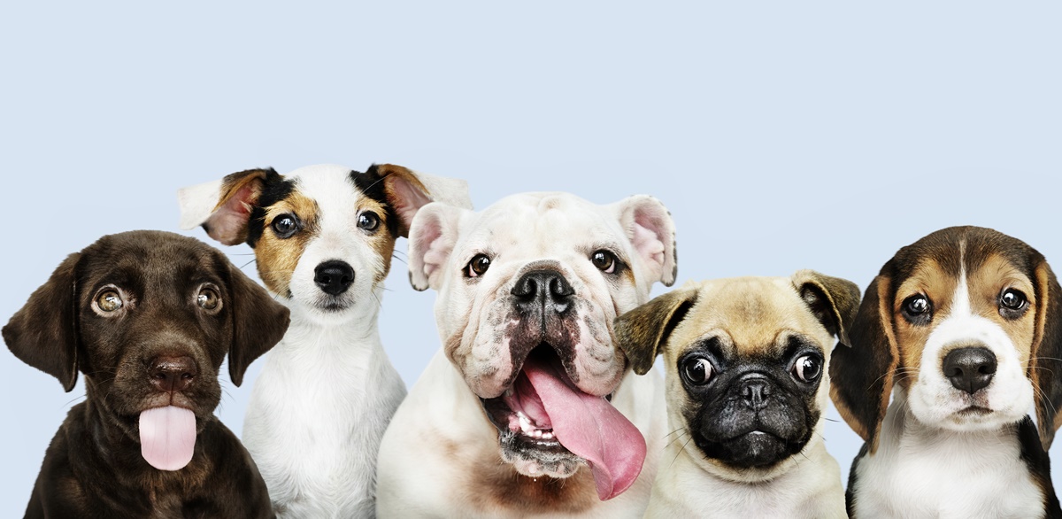 solteiros adotaram pet Levantamento mostra que grande parte dos pesquisados resgatou um animal das ruas. 56% dos solteiros adotaram pet na pandemia A igreja evangélica Fonte da Vida vai realizar em novembro um ‘culto pet’ em Goiânia. O evento recebeu críticas, apoio e foi alvo de piadas. (Foto: freepik)