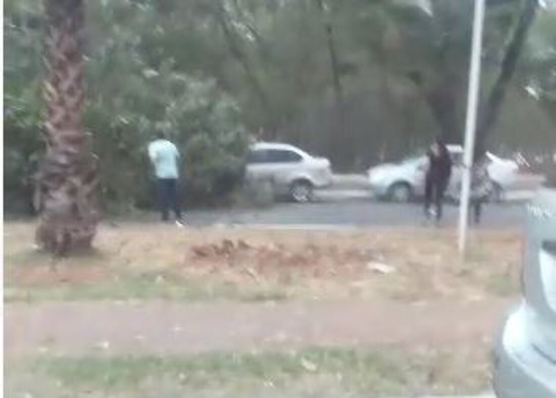 Ventania com nuvem de poeira derruba árvore no Parque Areião; chuva é esperada