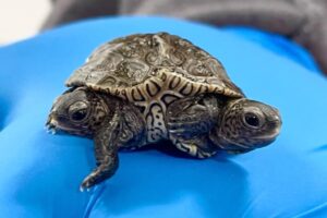 Filhote nascido em um santuário chegou pesando apenas seis gramas. Tartaruga com duas cabeças e seis pernas ganha nome inusitado nos EUA