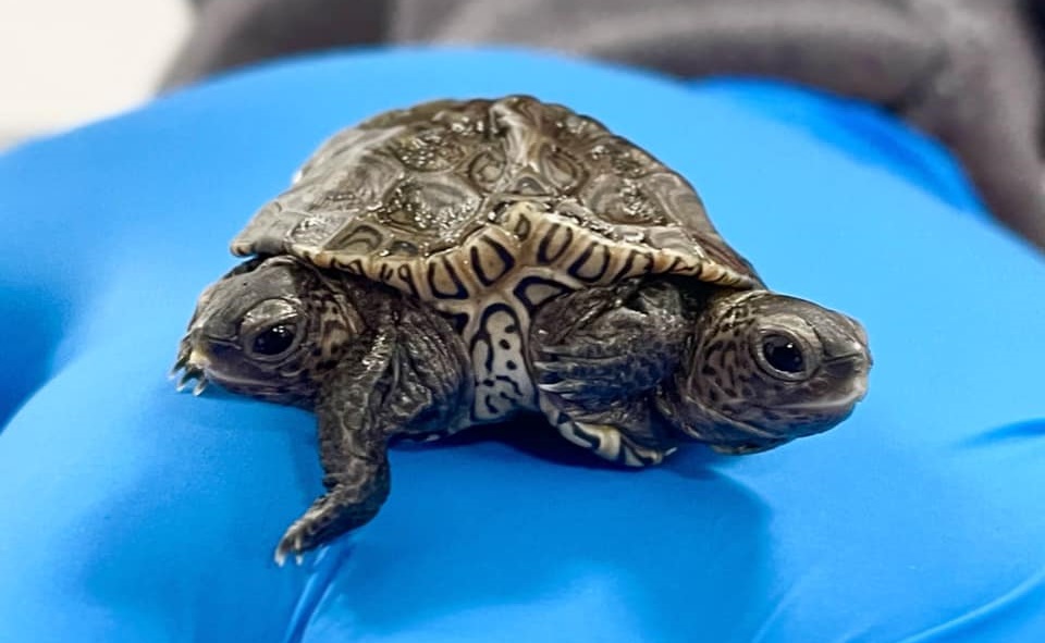 Filhote nascido em um santuário chegou pesando apenas seis gramas. Tartaruga com duas cabeças e seis pernas ganha nome inusitado nos EUA
