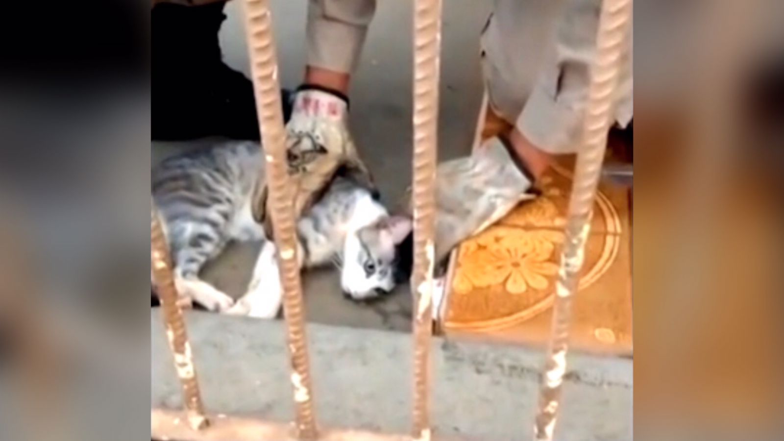 Gato é reanimado após ficar preso em cano em Rio Verde; Vídeo