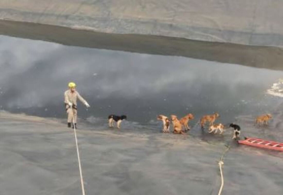 Bombeiros usam técnica de rapel e resgatam cachorros de tanque de chorume