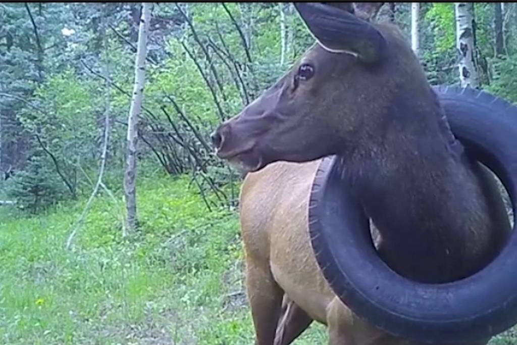 Em operação, chifres do animal tiveram de ser cortados. Pneu que estava em pescoço de cervo por 2 anos é removido nos EUA