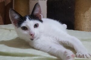 Feira de adoção em Goiânia: Festival de adoção de cães e gatos em Goiânia acontece neste sábado (30/10)